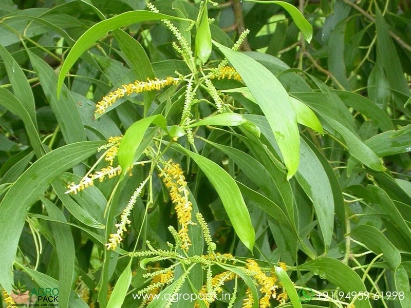 Australian-wattle5