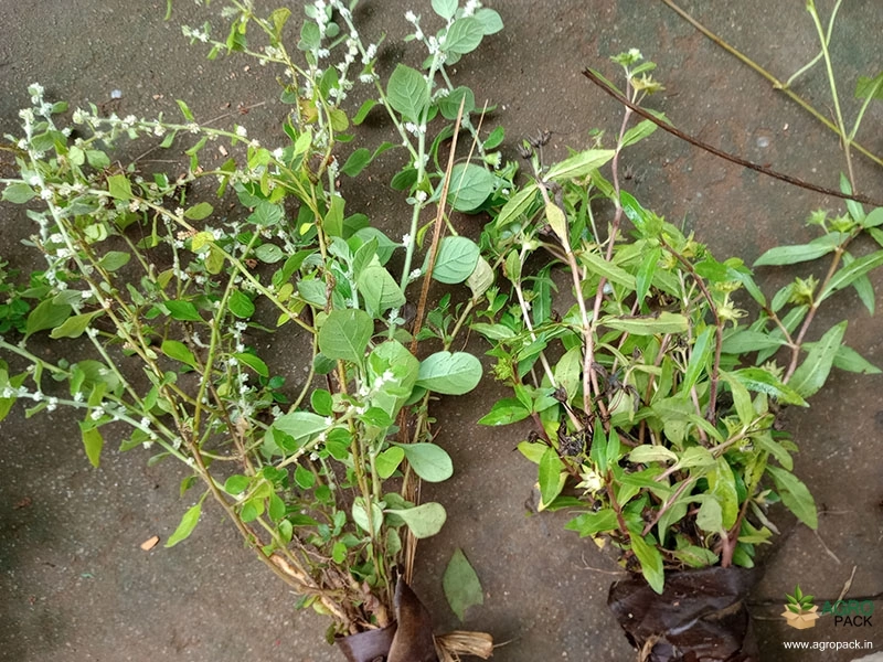 Ayurveda-Herbs4