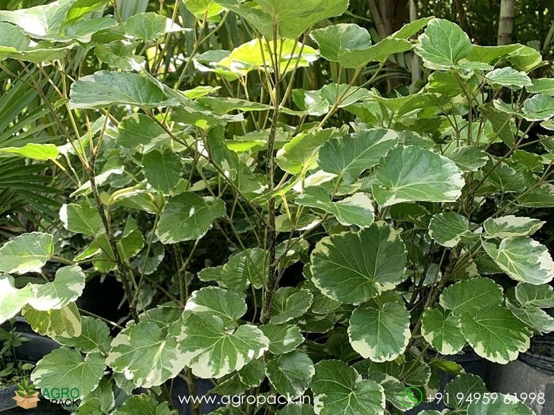 Balfour-Aralia1