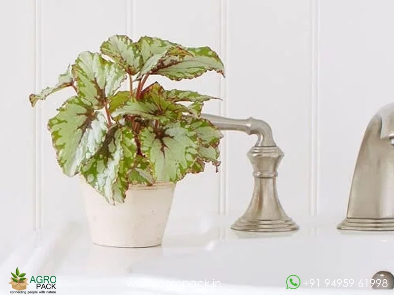 Ballet-Rex-Begonia1