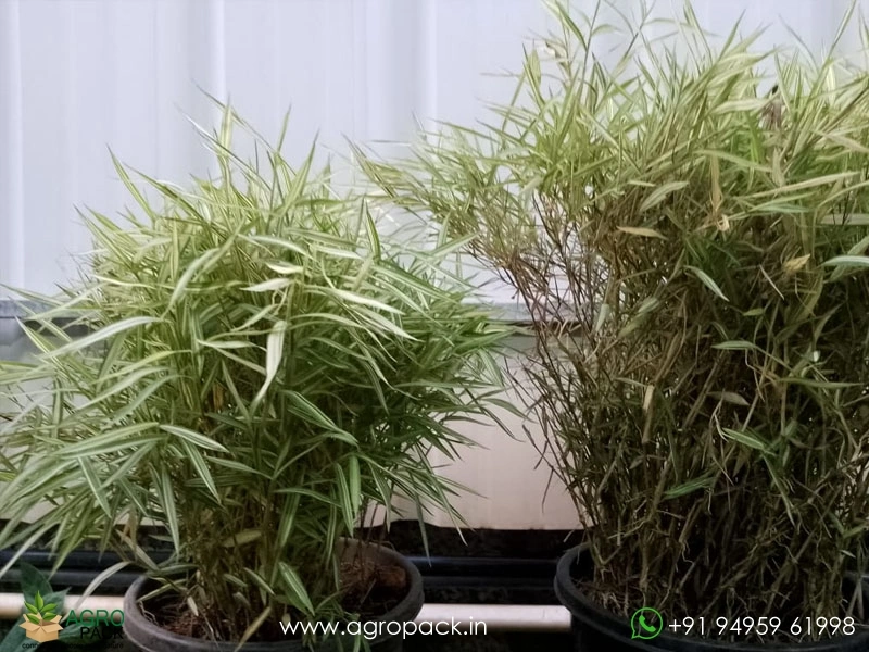 Bamboo-Grass-Variegated2