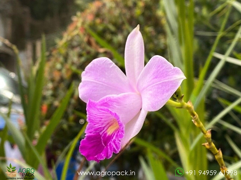 Bamboo-orchid3