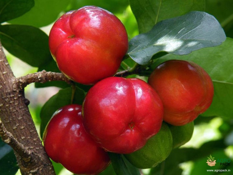 Barbados-Cherry1