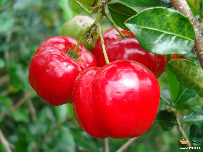 Barbados-Cherry2