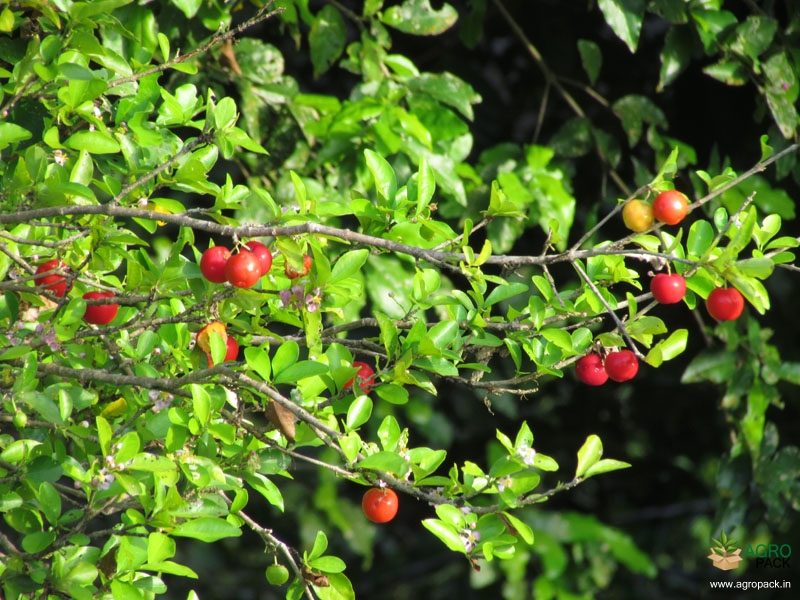Barbados-Cherry3