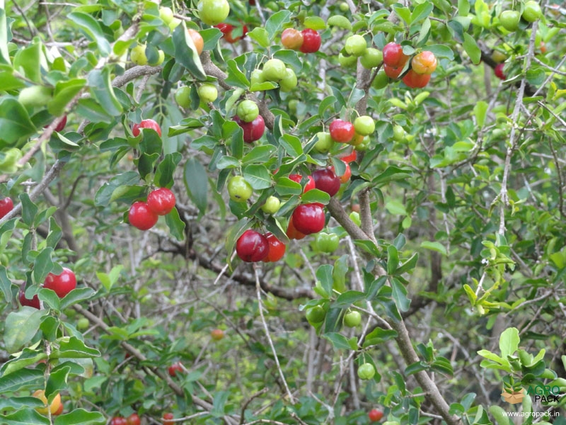 Barbados-Cherry4