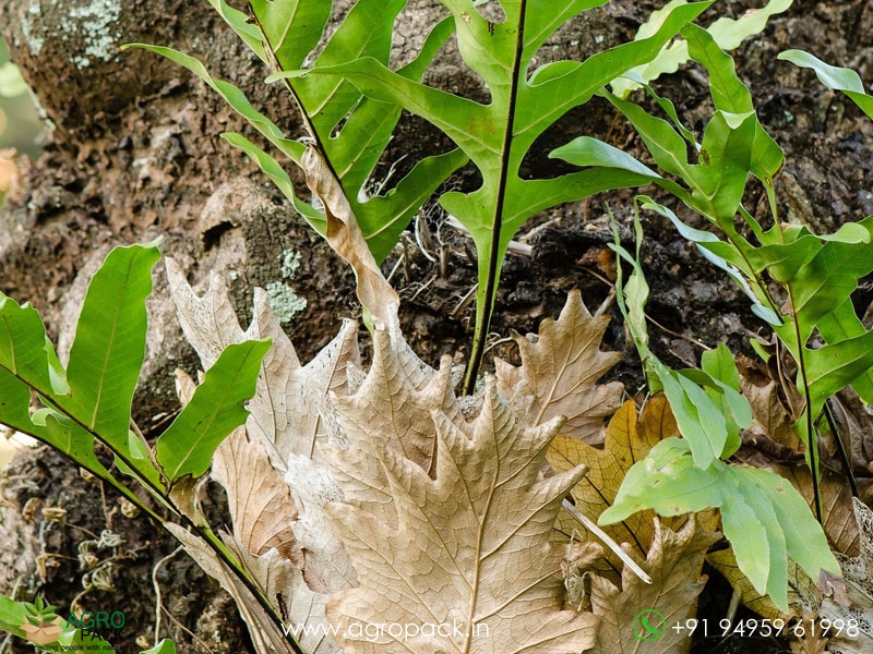 Basket-Fern1
