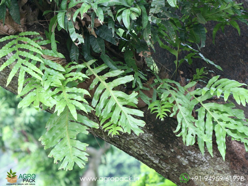 Basket-Fern2