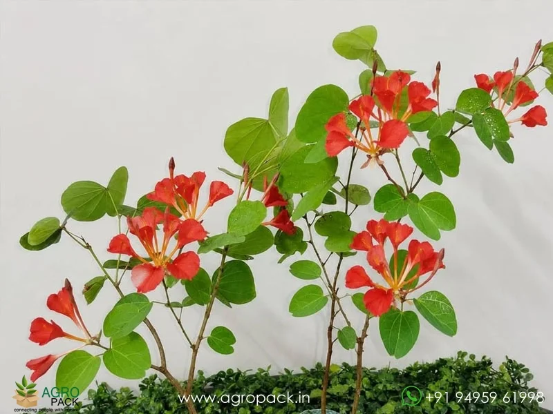Bauhinia-galpinii-Red-Kanchan1