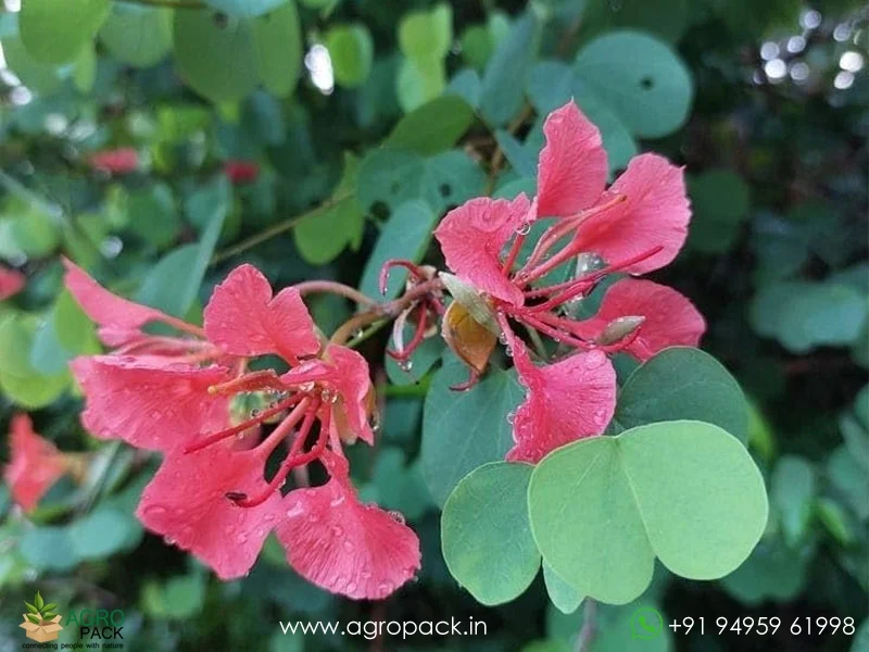 Bauhinia-galpinii-Red-Kanchan2