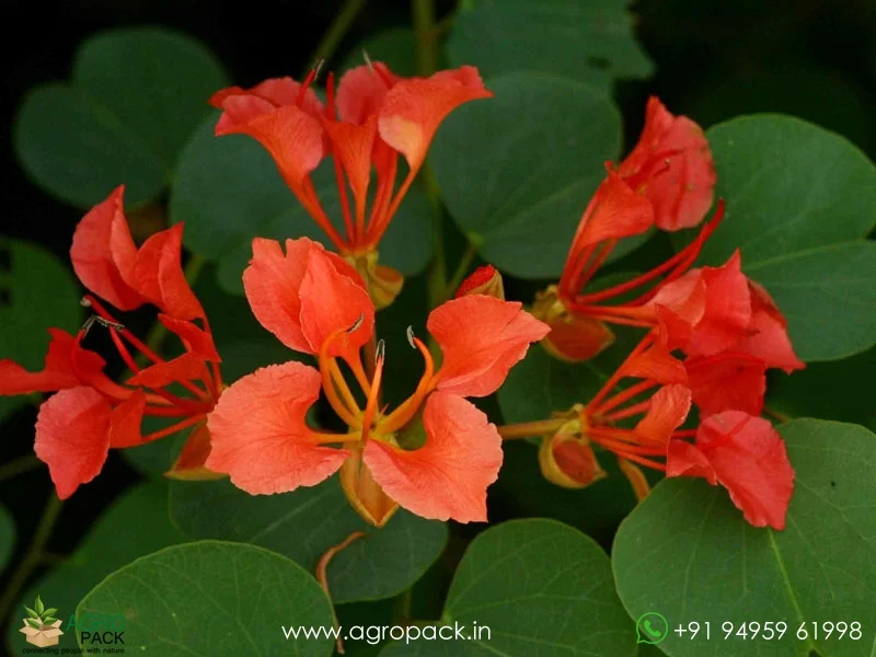 Bauhinia-galpinii-Red-Kanchan4