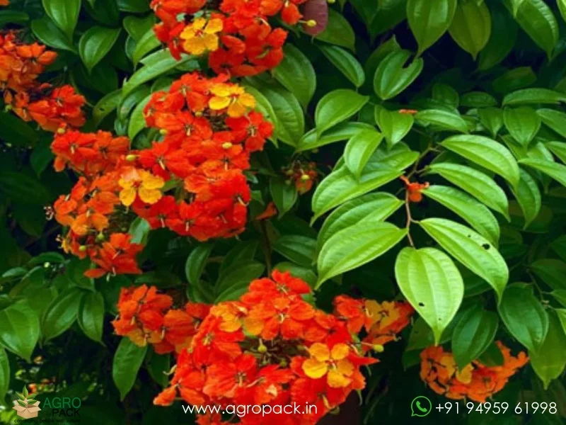 Bauhinia4