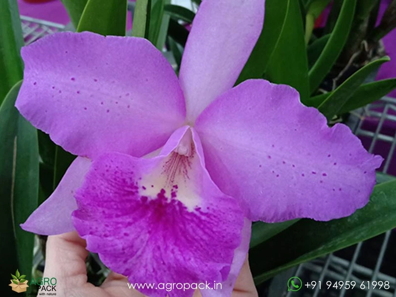 Bc-Maikai-×-Cattleya-Porcia-Hybrid-Orchid1