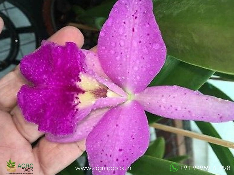 Bc-Maikai-×-Cattleya-Porcia-Hybrid-Orchid2