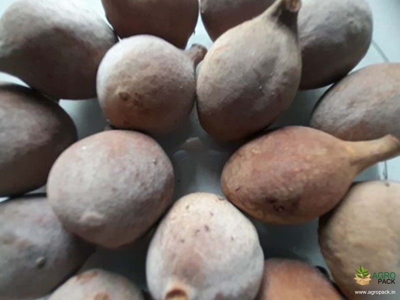 Bedda-Nut-7