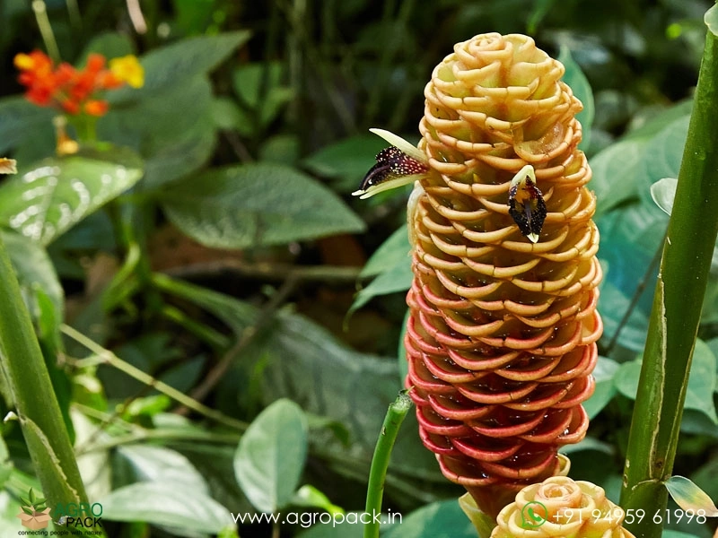 Beehive-Ginger-Brown1