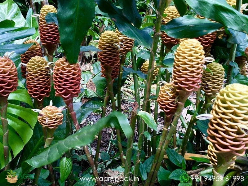 Beehive-Ginger-Brown2