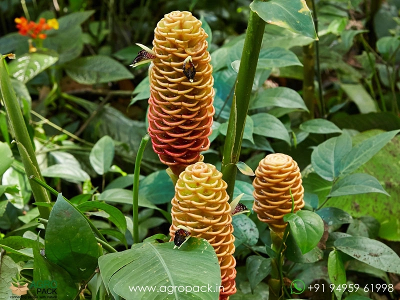 Beehive-Ginger-Brown3
