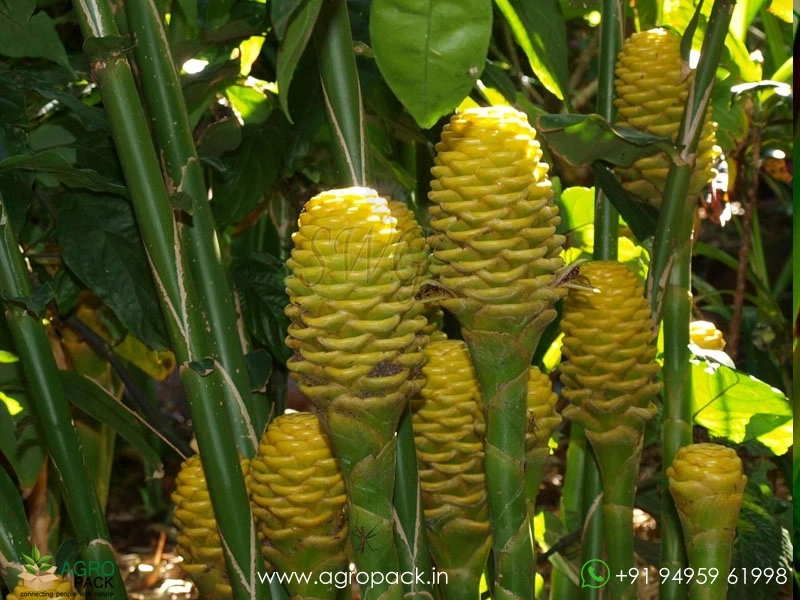 Beehive-Ginger-Yellow3