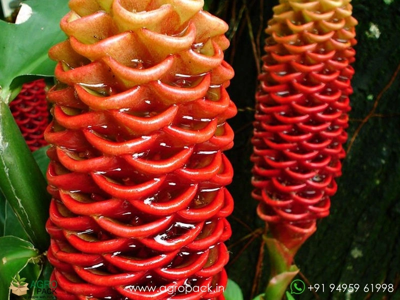 Beehive-Ginger.1