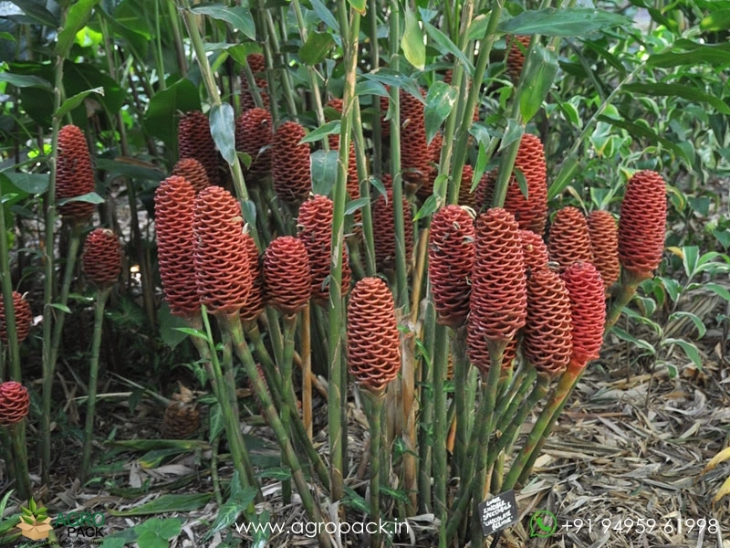 Beehive-Ginger.2