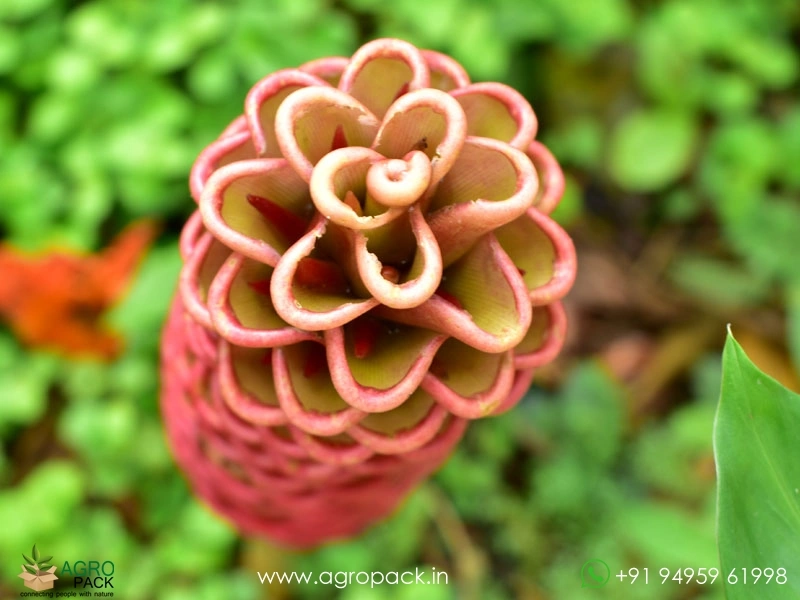 Beehive-Ginger.3