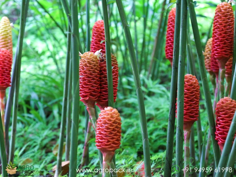 Beehive-Ginger.4