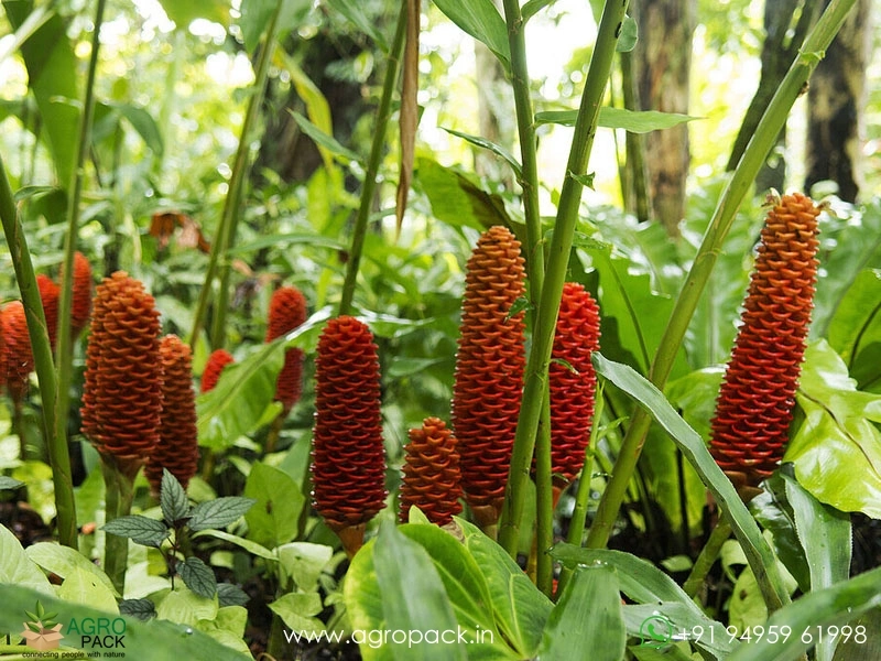 Beehive-Ginger.6