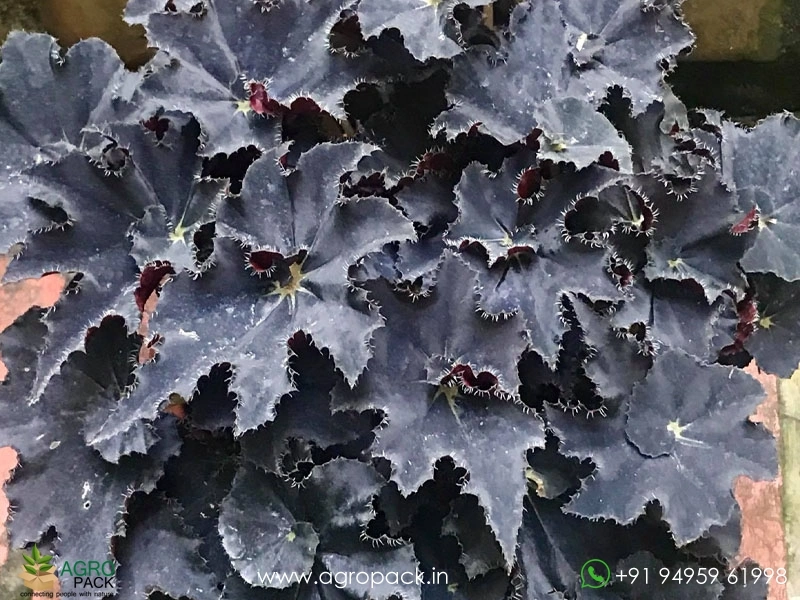 Begonia-Black-Mamba3
