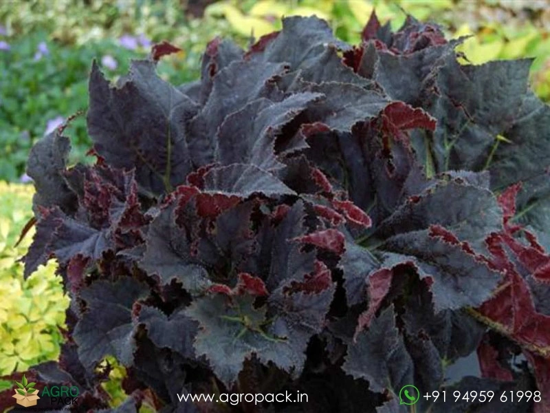 Begonia-Black-Mamba4