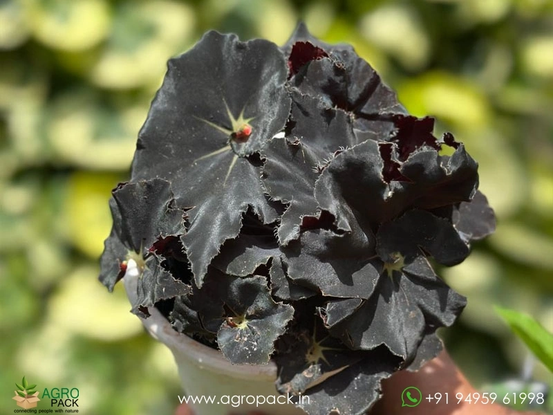 Begonia-Black-Mamba5