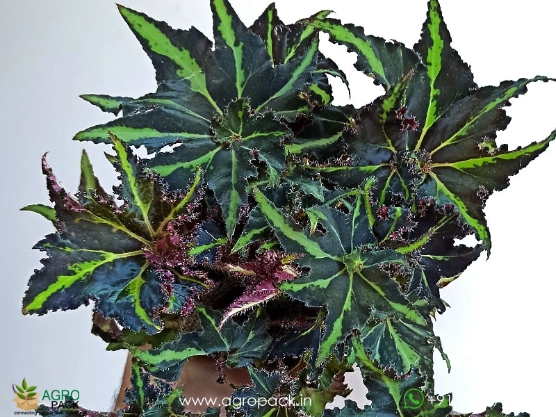 Begonia-Break-Dance2