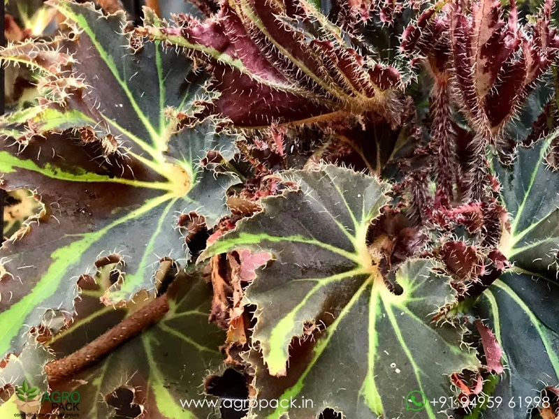 Begonia-Break-Dance5