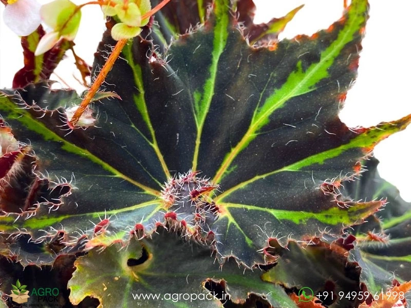 Begonia-Break-Dance6