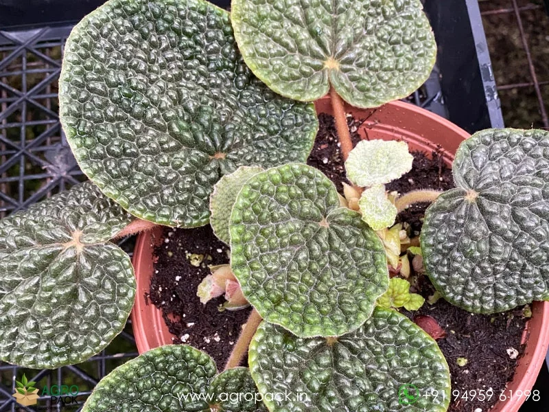 Begonia-Bullatifolia1
