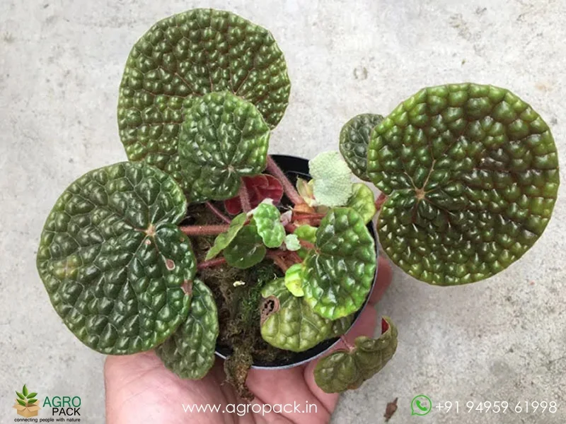 Begonia-Bullatifolia2