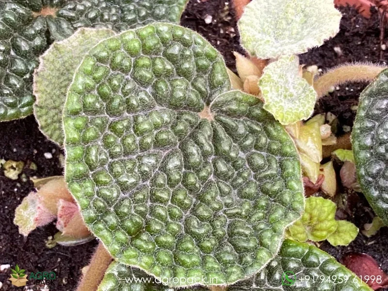 Begonia-Bullatifolia3