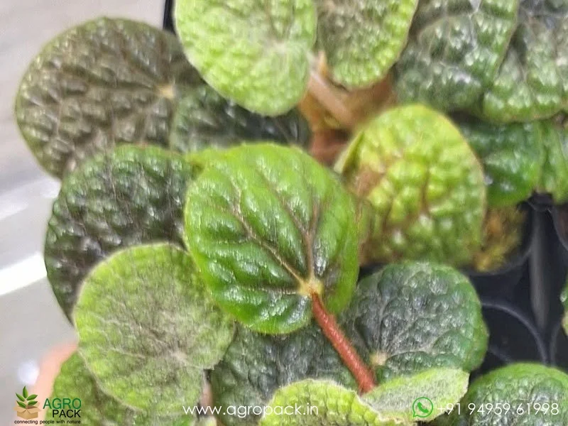 Begonia-Bullatifolia4