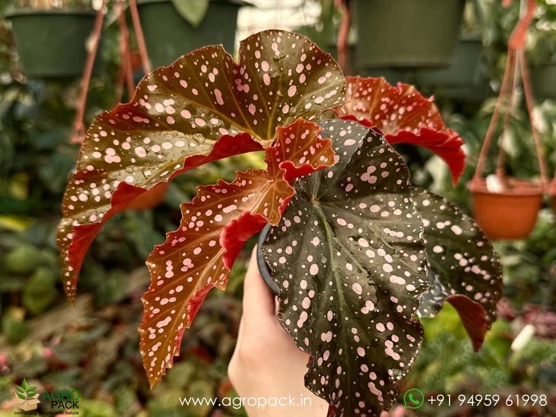 Begonia-Cracklin-Rosie1
