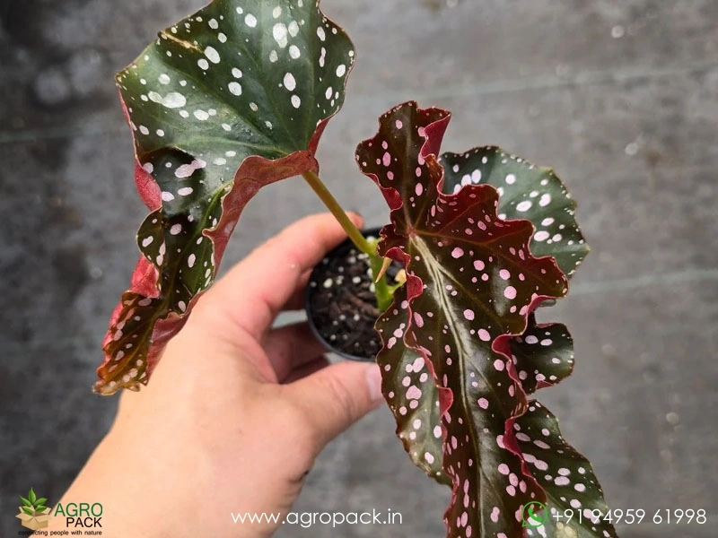 Begonia-Cracklin-Rosie2