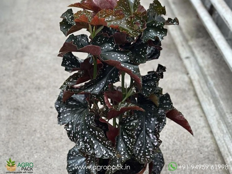 Begonia-Cracklin-Rosie3