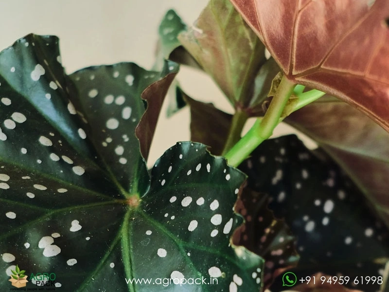 Begonia-Cracklin-Rosie4