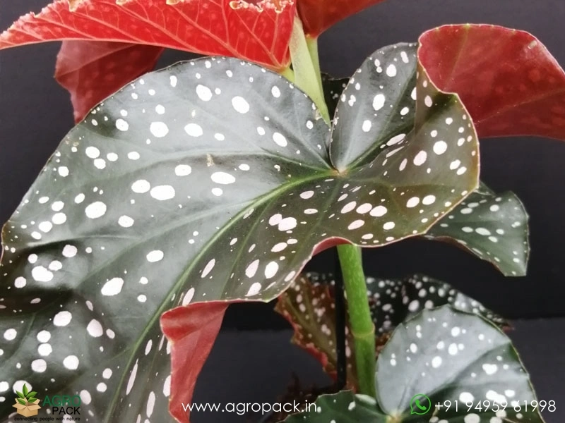 Begonia-Cracklin-Rosie5