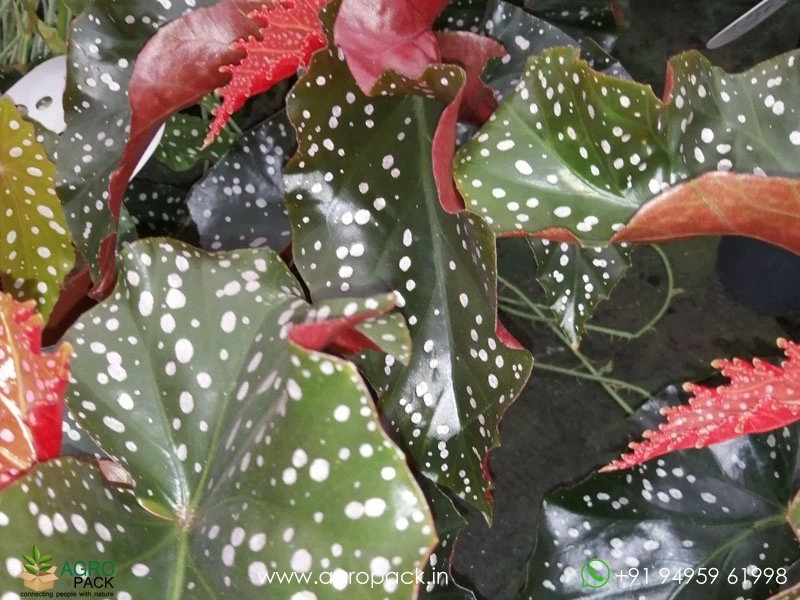 Begonia-Cracklin-Rosie6