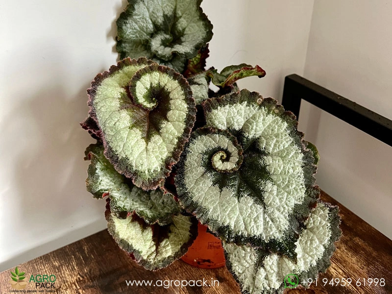 Begonia-Escargot2