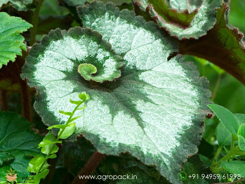 Begonia-Escargot3