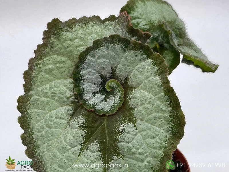 Begonia-Escargot5