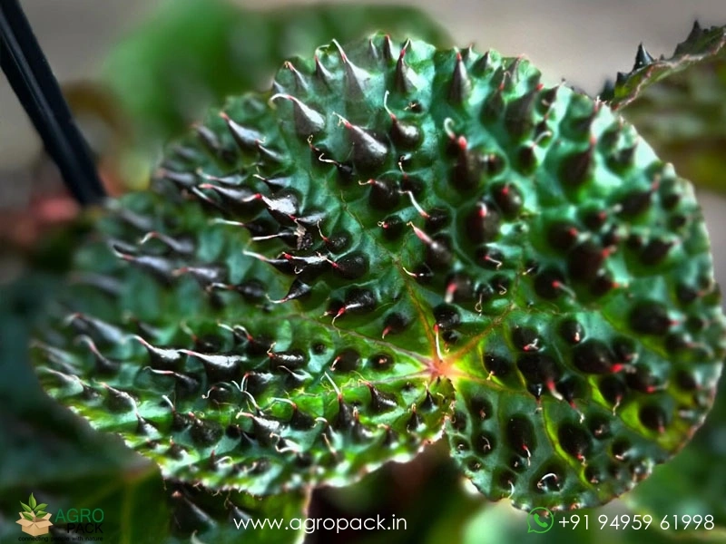 Begonia-Ferox4