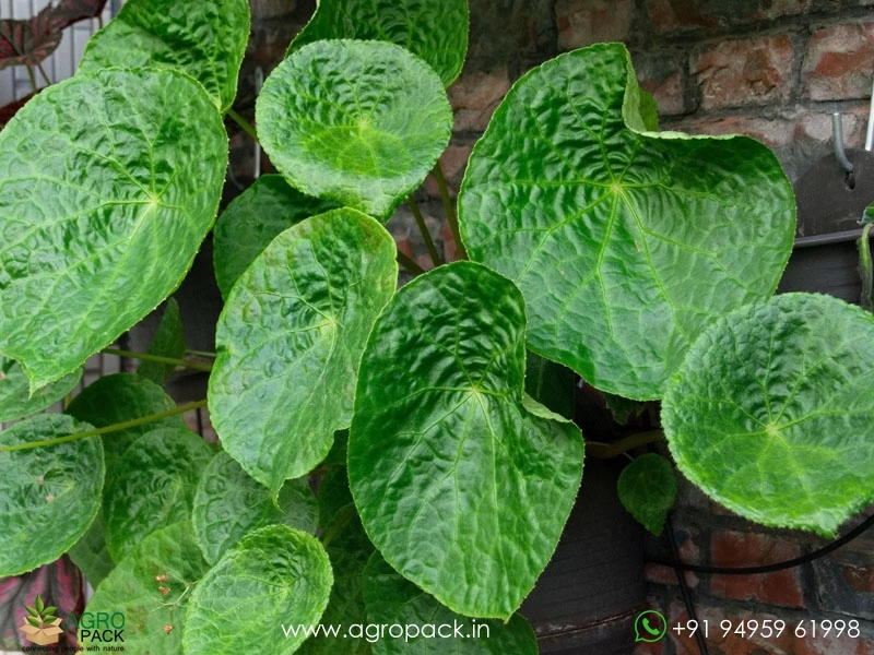 Begonia-Phuthoensis5