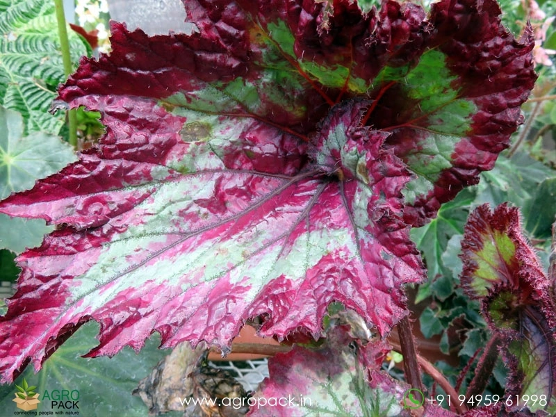 Begonia-Raspberry-Torte1